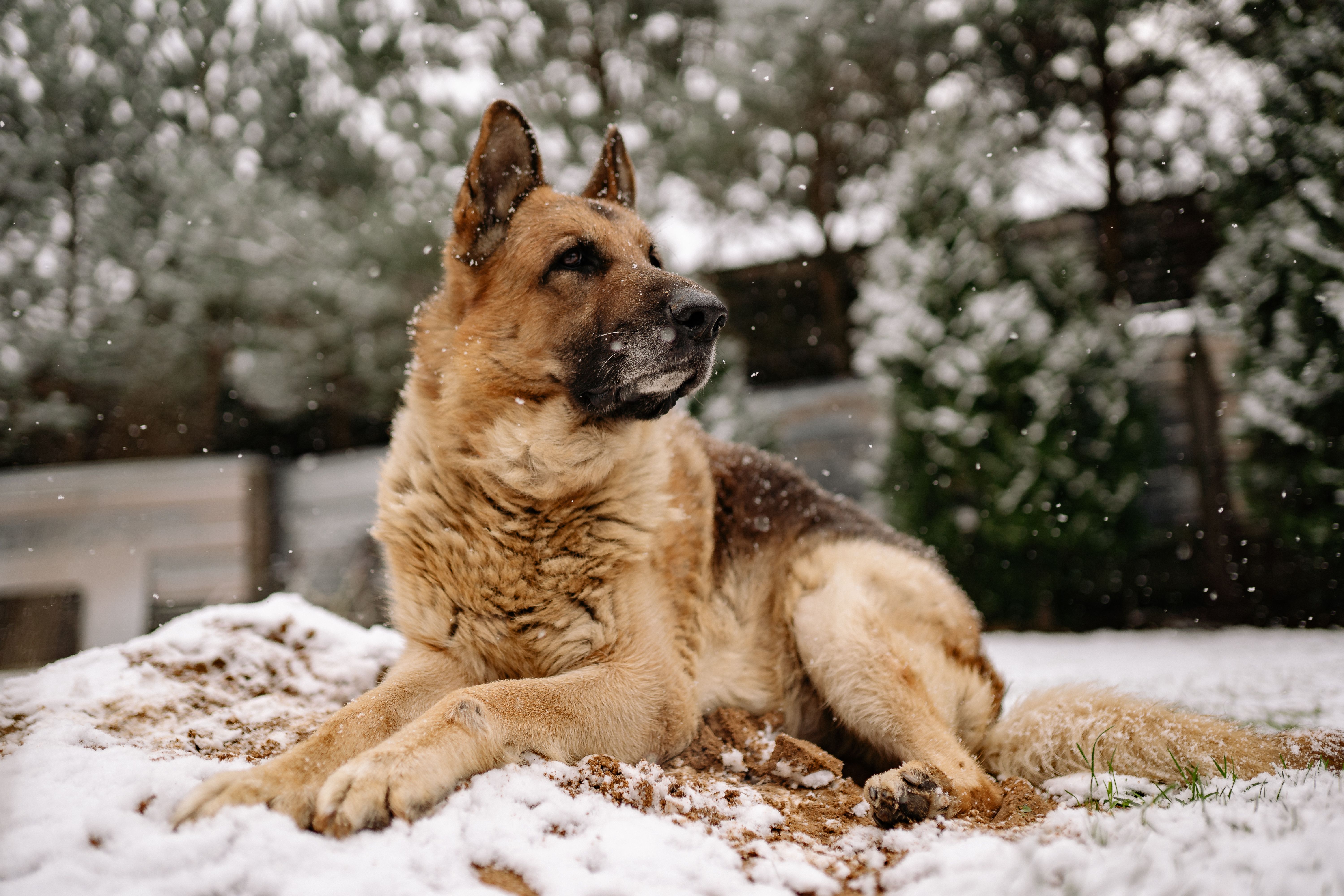 German Shepherd dog lying in snow outdoors, surrounded by a winter landscape.