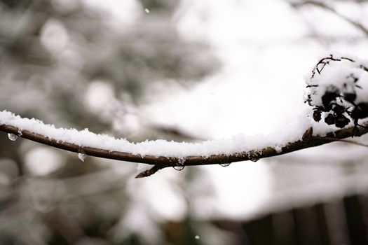 A close-up of a snowy branch with melting ice droplets, showcasing winter's beauty.