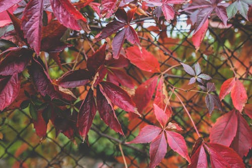가을, 계절, 공원의 무료 스톡 사진