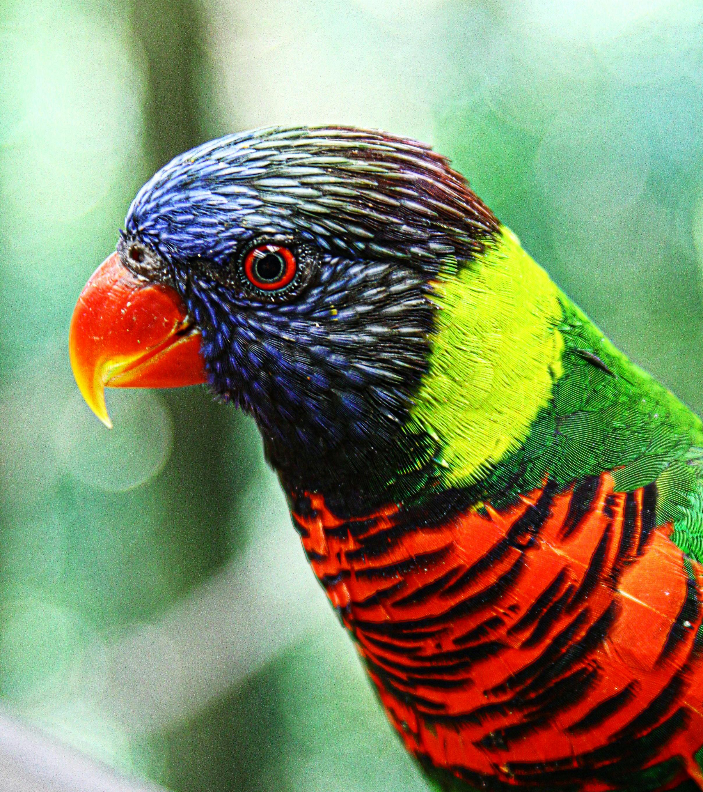 close up of a coconut lorikeet