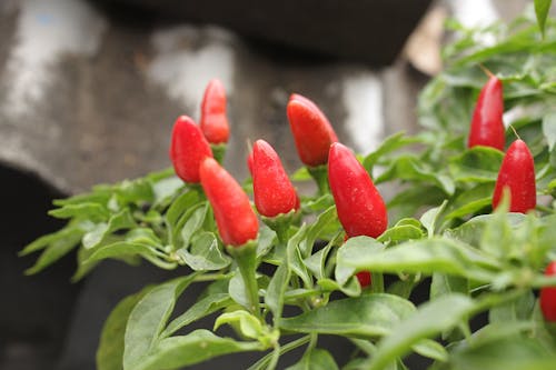 Free A Plant of Red Chili Pepper Fruits in Close Up Photography Stock Photo
