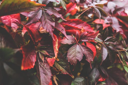 Free Red autumn leaves II Stock Photo