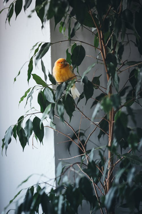 Yellow Bird on Green Plant