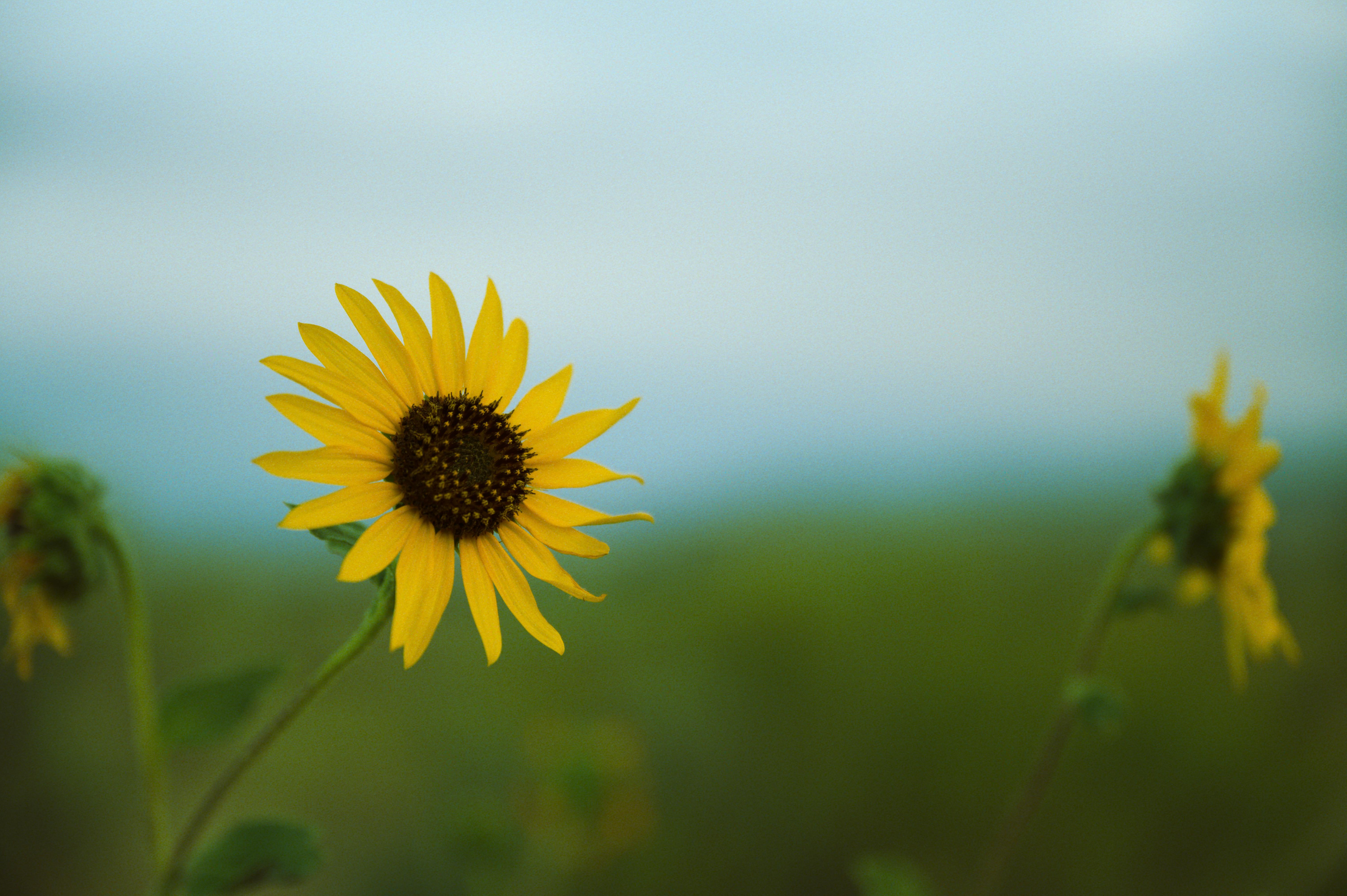 Blooming sunflowers growing on meadow in countryside · Free Stock Photo