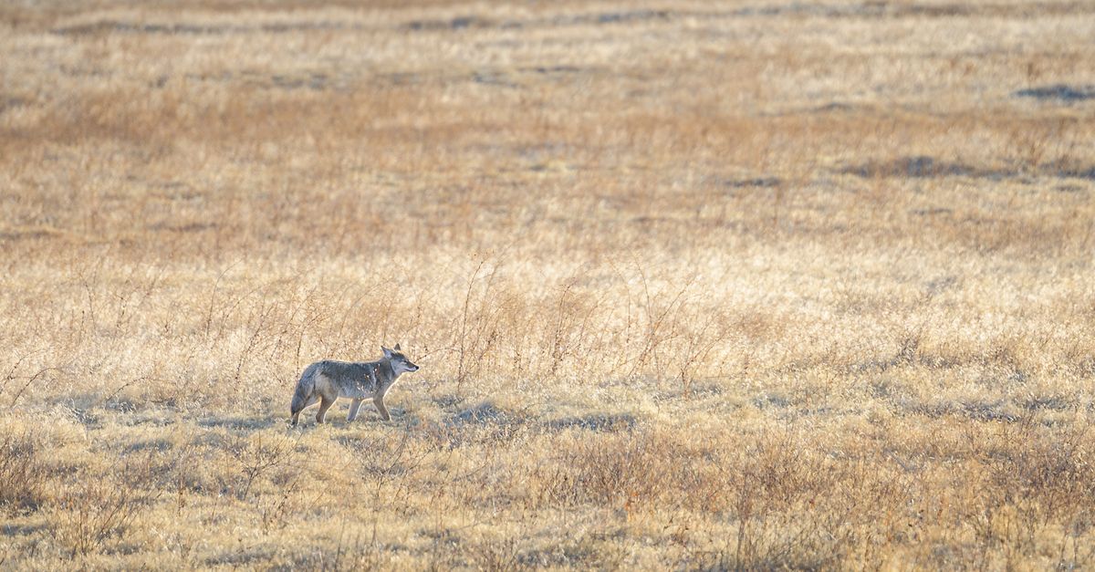 Lonely coyote walking along endless dry grassy meadow on sunny autumn day in countryside