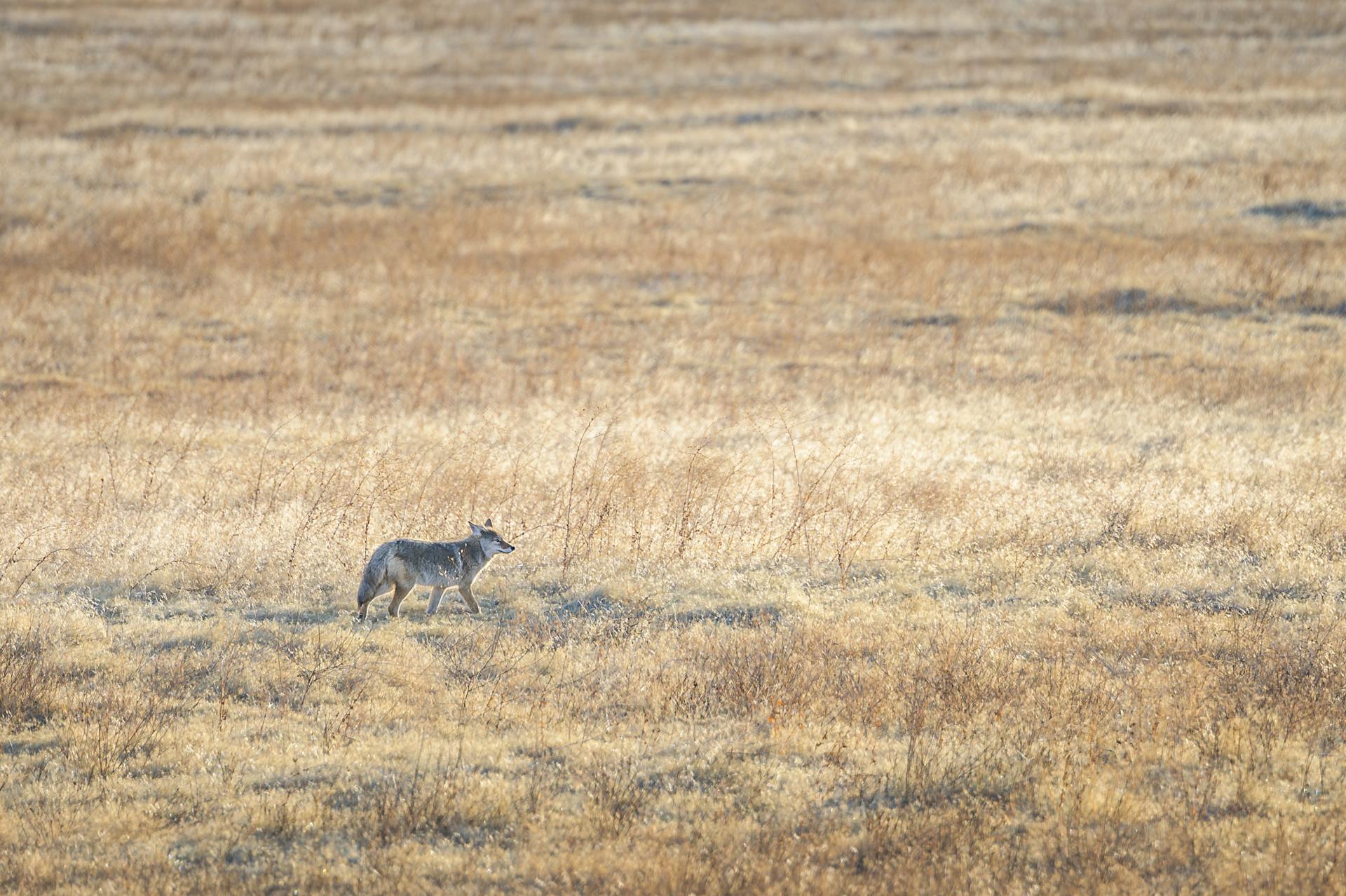 Lonely coyote walking along endless dry grassy meadow on sunny autumn day in countryside