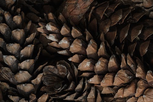 Free Close-up of Pine Cones Stock Photo
