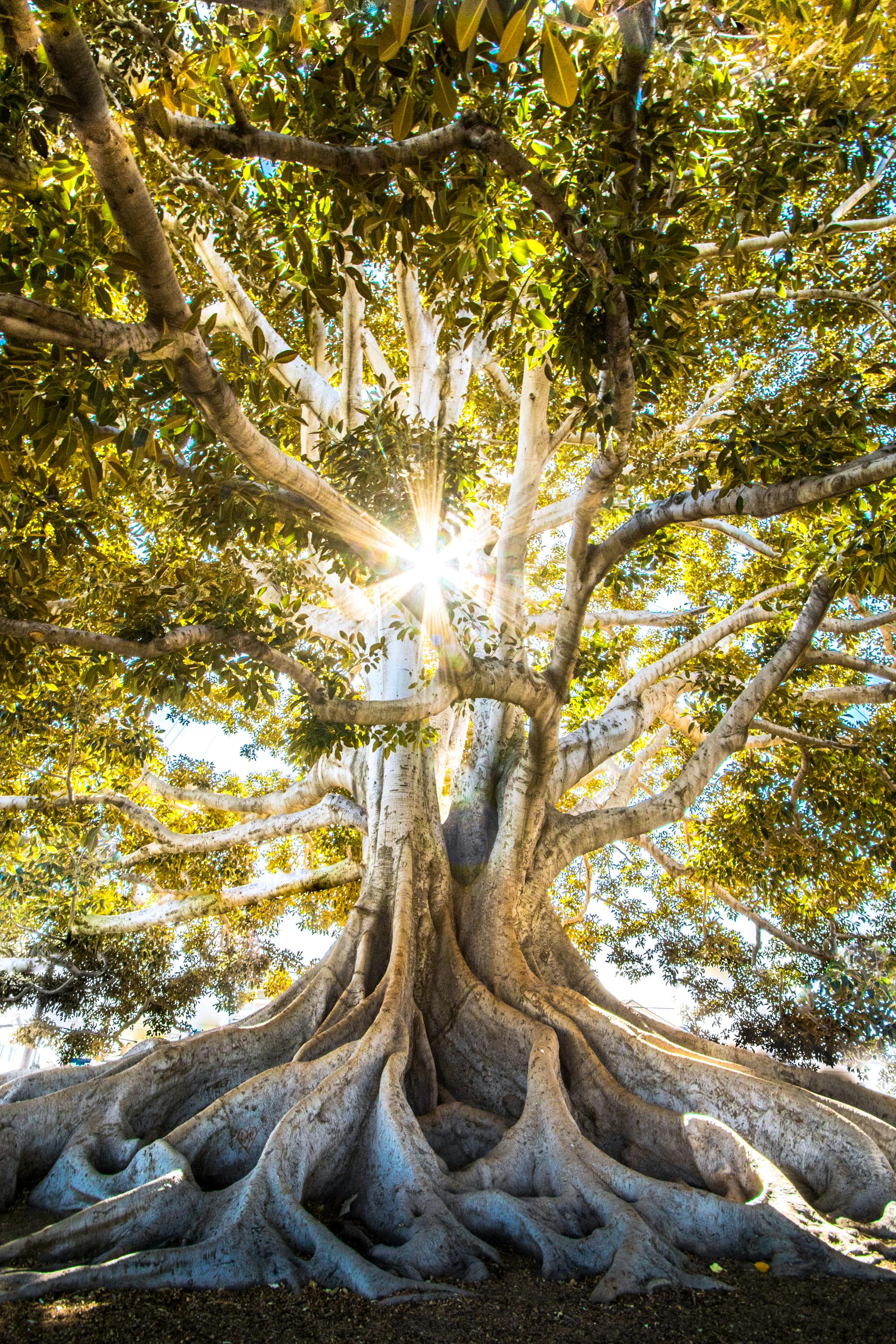 Korean Banyan Tree In Front Of The Outdoor,... - Stock Photo [105694564] -  PIXTA