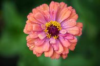 Pink and Yellow Flower in Tilt Shift Lens