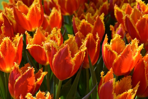 Free Orange Flowers in Close Up Photography Stock Photo