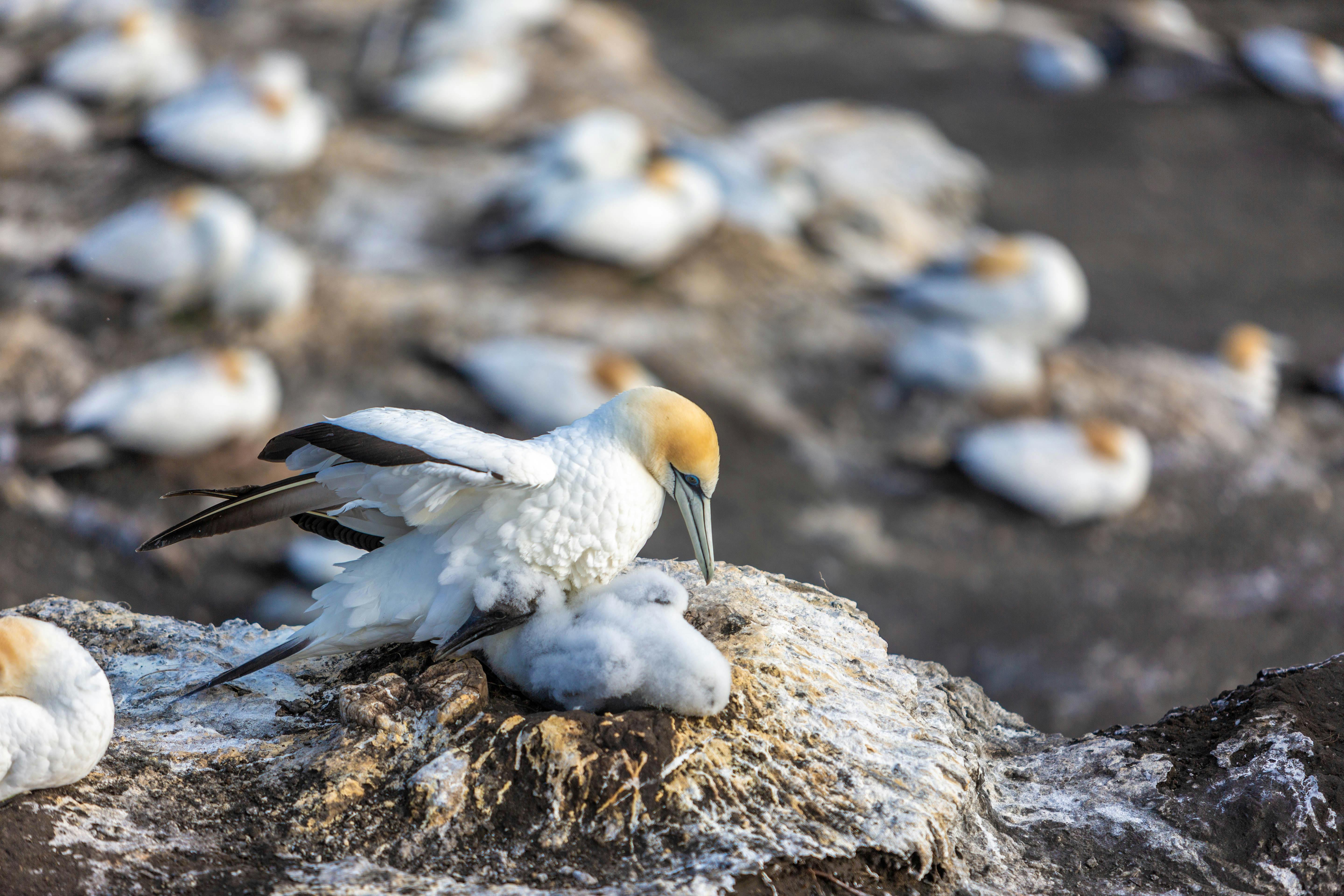 northern gannets on t he rocks