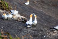 White and Brown Birds on Black Soil
