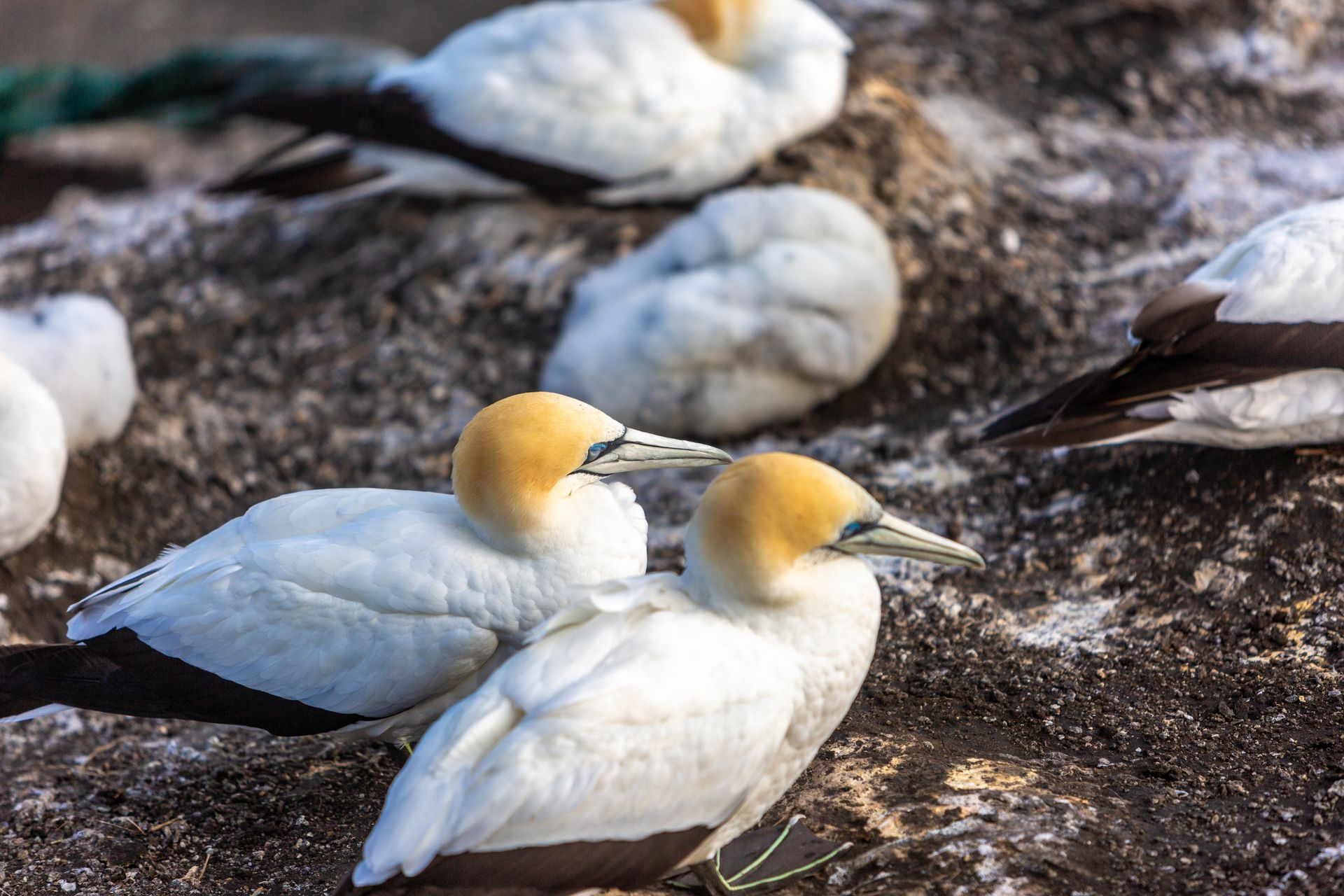 Close-up shot of northern gannets resting on a rocky seashore, showcasing their vivid features.
