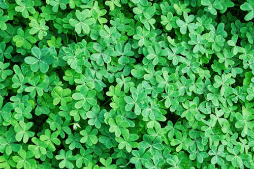 Green Clover Plants in the Garden