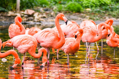 Greater Flamingos on the Water 