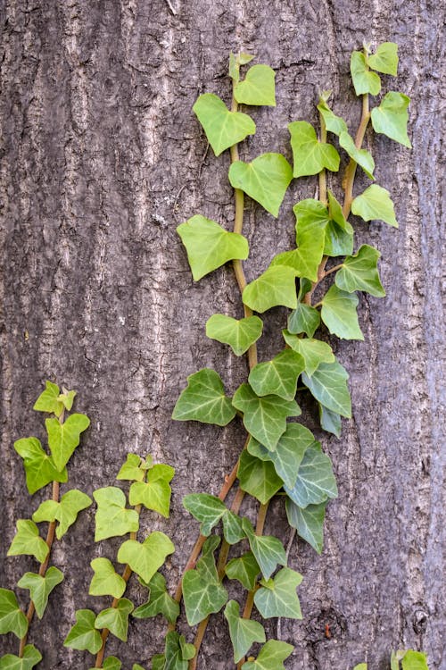 Free Green Leaves on a Tree Bark Stock Photo