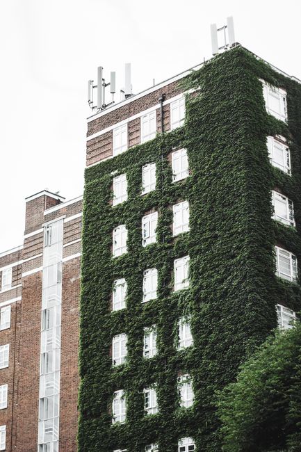 Contemporary brick building exterior covered with lush green climbing plants in modern residential district