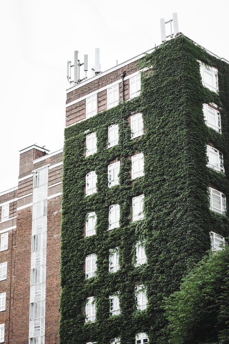 Facade Of Residential Building With Overgrown Climbing Plants