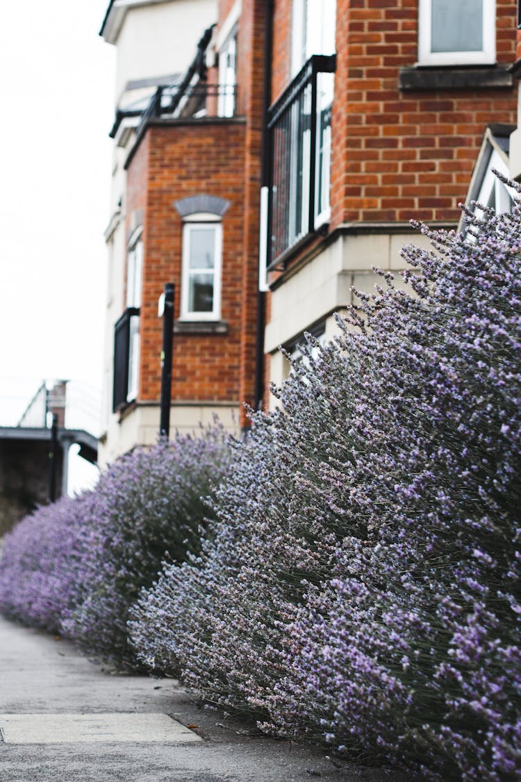 Lavender Fence Decorative Sidewalk Near Modern Brick Building