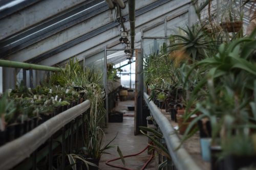 Free Various green potted plants placed on shelves and cultivated in modern spacious hothouse in farmland Stock Photo