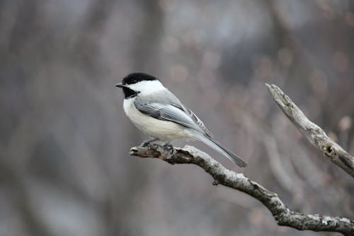 Free A Black-Capped Chickadee Perched on a Branch Stock Photo