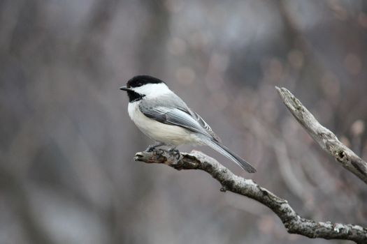 A Black-Capped Chickadee Perched on a Branch