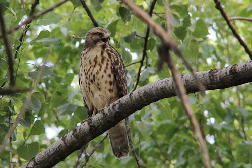 A Brown Hawk Perched on a Tree Branch