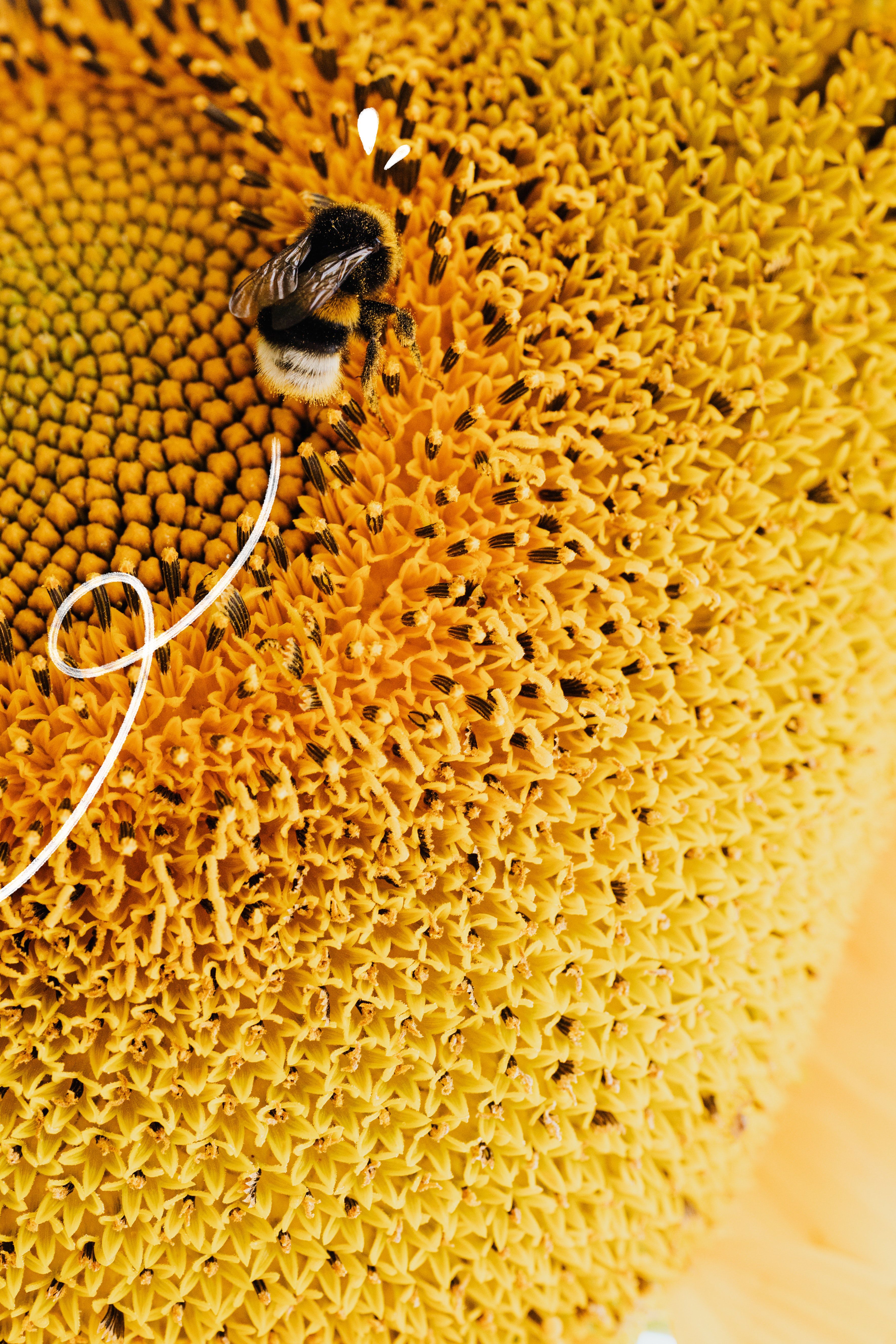Close-up of a bee pollinating a vibrant sunflower, showcasing nature's delicate ecosystem.