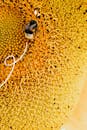 Close-Up Shot of a Bee Perched on a Sunflower