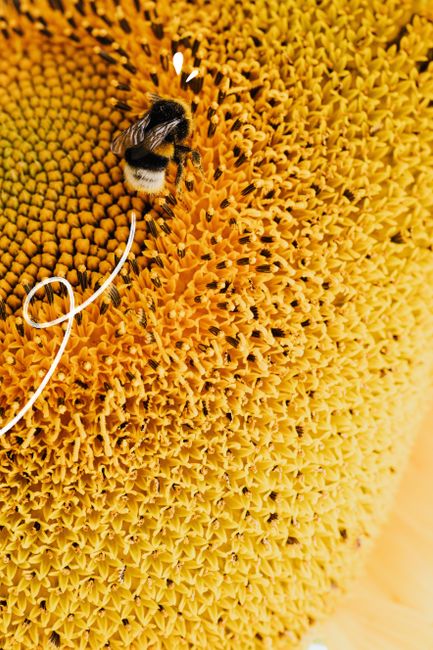 Close-up of a bee pollinating a vibrant sunflower, showcasing nature's delicate ecosystem.