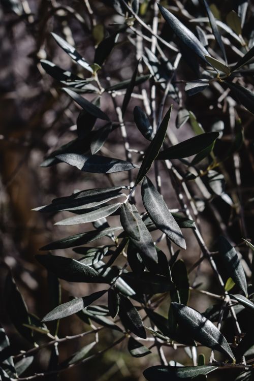 Free Focused close-up of olive tree leaves with soft sunlight filtering through in Montorfano, Italy. Stock Photo