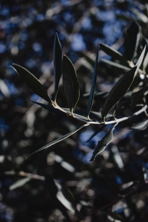 Free Detailed view of olive tree leaves with sunlight and shadows creating an artistic texture Stock Photo