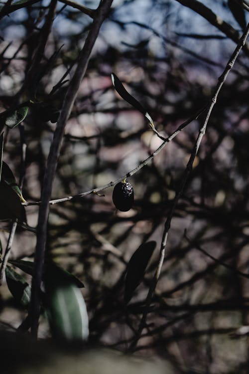 Close-Up Shot of Tree Branches