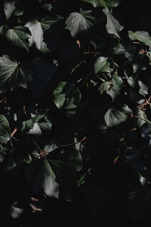 Close-Up Shot of Leaves