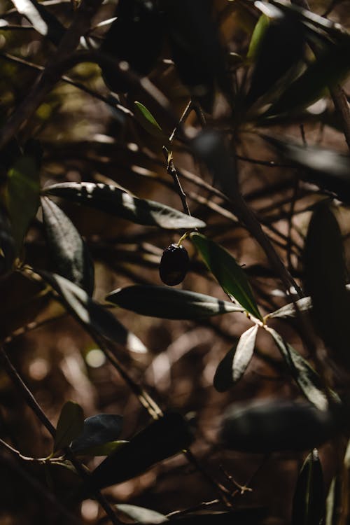 Groene Bladeren In Tilt Shift Lens