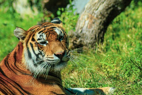 Бесплатное стоковое фото с Африка, бенгальский тигр, глаз кошки