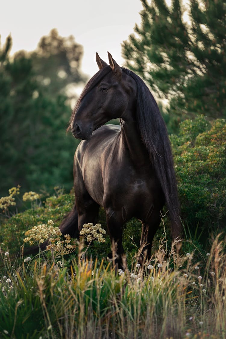 Black Horse On Green Grass