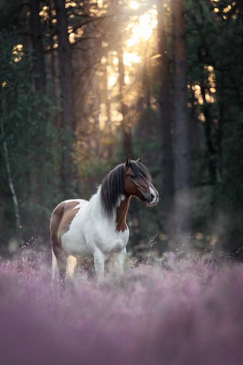 Бесплатное стоковое фото с вертикальный, животное, лошадь