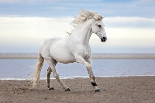A graceful white horse gallops along the sandy beach, exuding power and elegance.