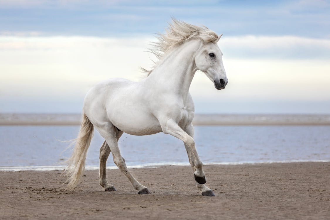  white horse