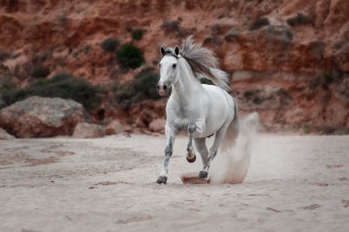 Δωρεάν στοκ φωτογραφιών με άλογο, άσπρο άλογο, ζωικά Φωτογραφία από στοκ φωτογραφιών