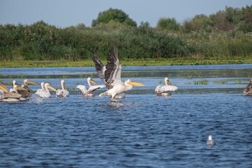 Imagine de stoc gratuită din aviar, deltă, delta dunării