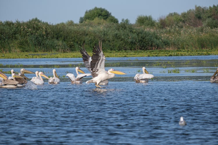 Flock Of Pelicans On The Lake