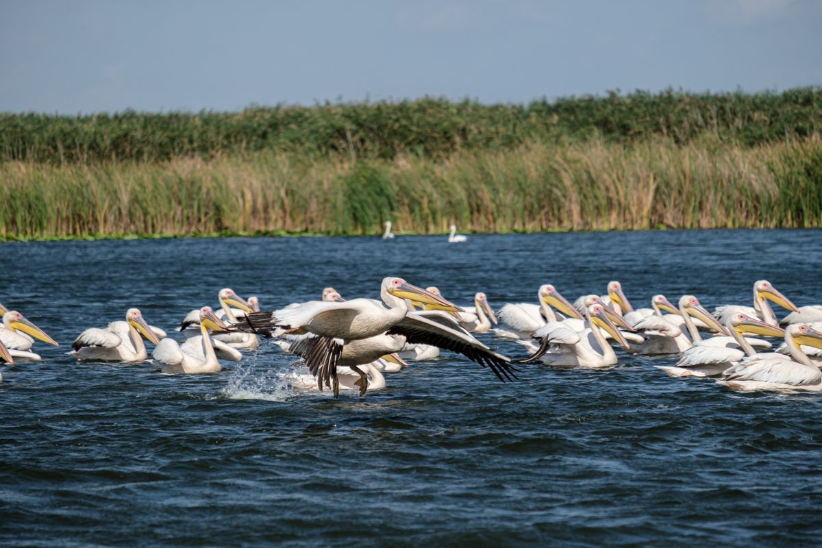Danube Delta