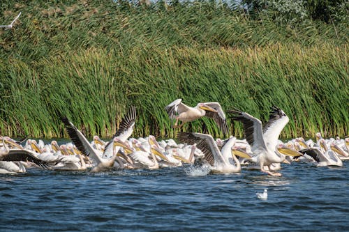 무료 그레이트 화이트 펠리컨, 다 누베 델타, 다뉴브강의 무료 스톡 사진