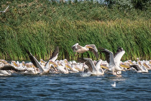 Flock of Pelicans on the Lake