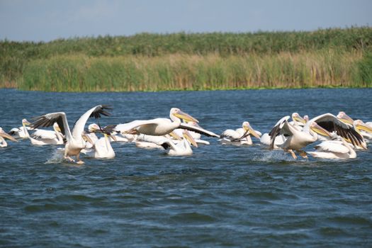 A flock of great white pelicans gracefully takes flight over the Danube Delta waters.