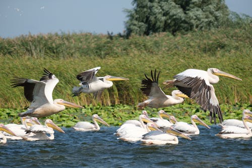Gratuit Imagine de stoc gratuită din Dunăre, fotografie de animale, în zbor Fotografie de stoc