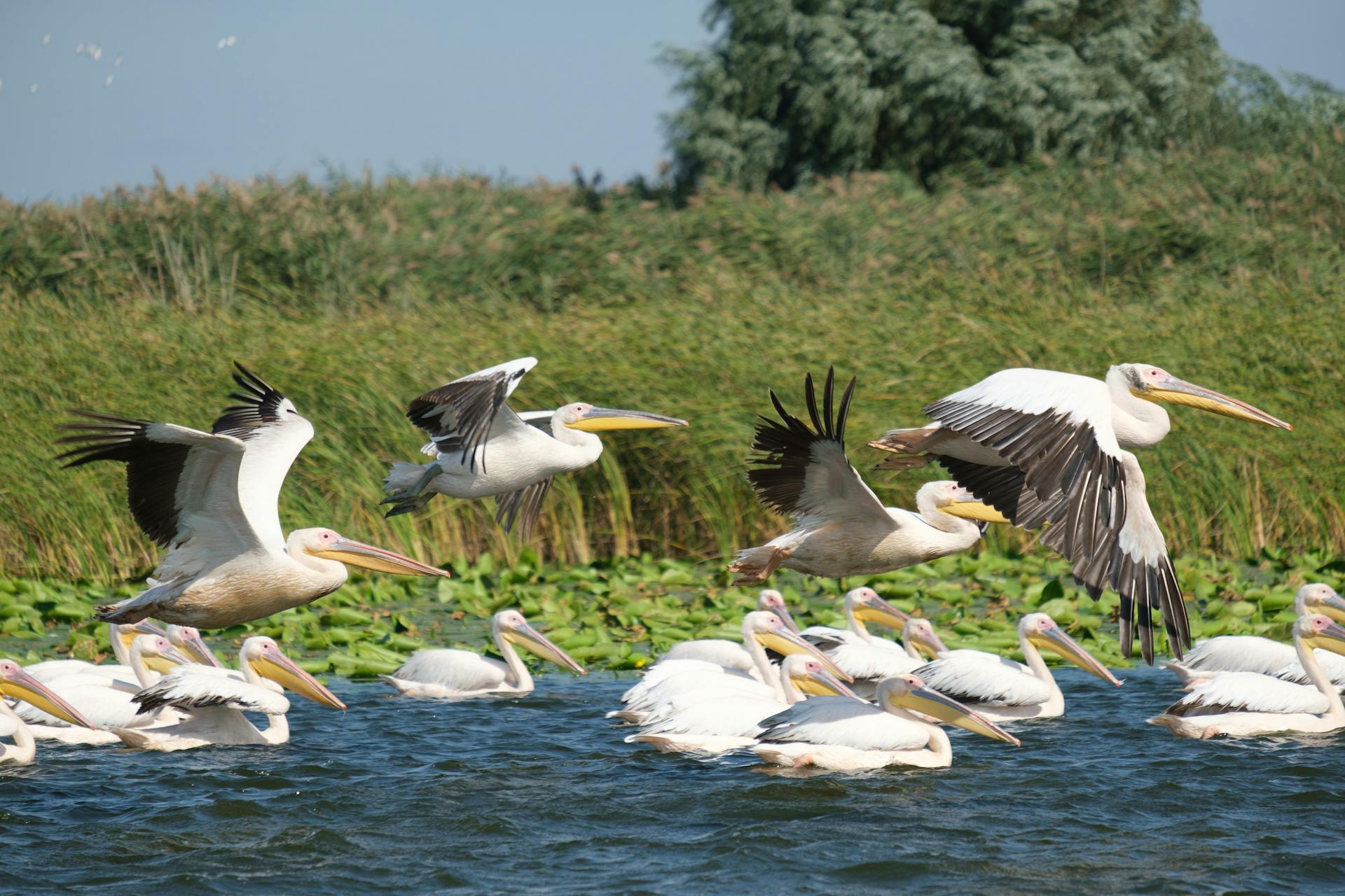 Great white pelicans soaring gracefully over the lush Danube Delta in Romania.