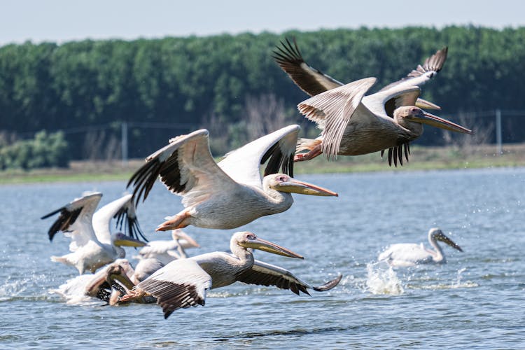 Great White Pelicans Flying